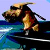 bigdog.jpg